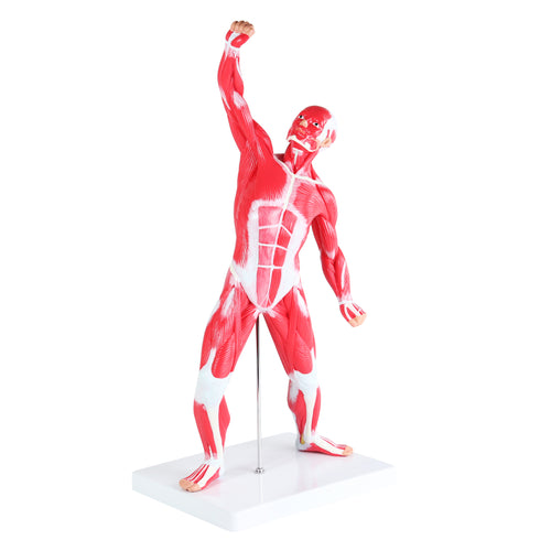 Human Muscle Model – 20” Inch Mini Muscle Figure Muscular System Model