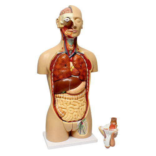 Human Torso Model – Life Size Human Body Model Removable Organs