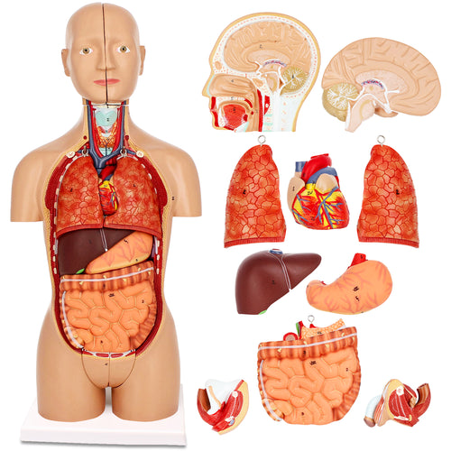 Human Torso Model – 17” Inch Human Body Model Removable Organs