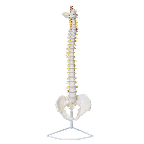 Vertebral Column Model & Spinal Nerves Flexible Spine Model with Stand