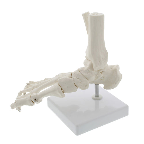 Life Size Foot and Ankle Model – Anatomical Foot Model, Skeleton Bones
