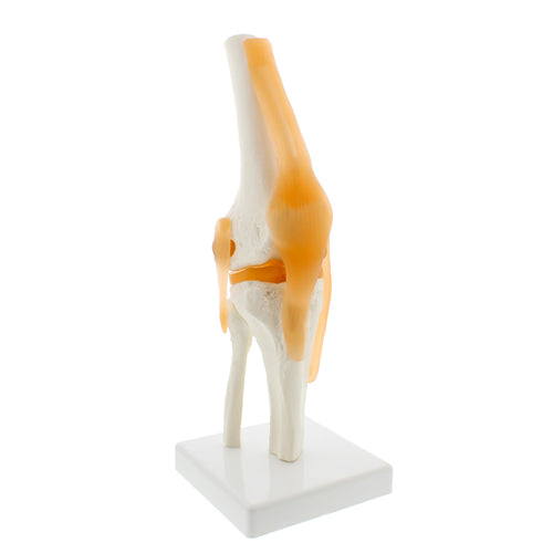 Life Size Knee Joint Model with Knee Ligament – Knee Anatomy Model