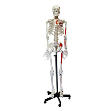 Load image into Gallery viewer, Medical Skeleton Model Life Size Human Skeleton Model Numbered
