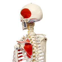 Load image into Gallery viewer, Medical Skeleton Model Life Size Human Skeleton Model Numbered
